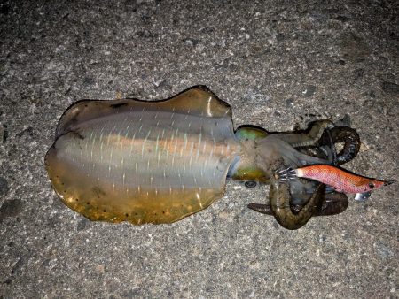 9月にしては大きめ